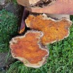 Profile Picture of Burl Planet - Wood Supplier (@burlplanet) on Instagram