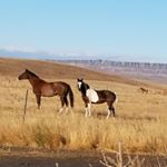 Profile Picture of Roberta Cross Guns (@wildspiritranch) on Instagram