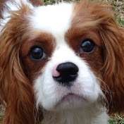 Profile Picture of Sheri Cromwell (@shericromwell3896) on Youtube