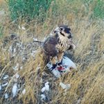 Profile Picture of Monica Pittman (@momohawk009) on Instagram