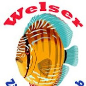 Profile Picture of Welser Zierfischclub (@welserzierfischclub) on Youtube