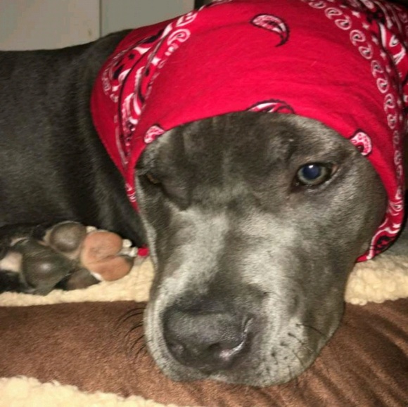 Profile Picture of David Woodbridge (@wwoodbridge) on Poshmark