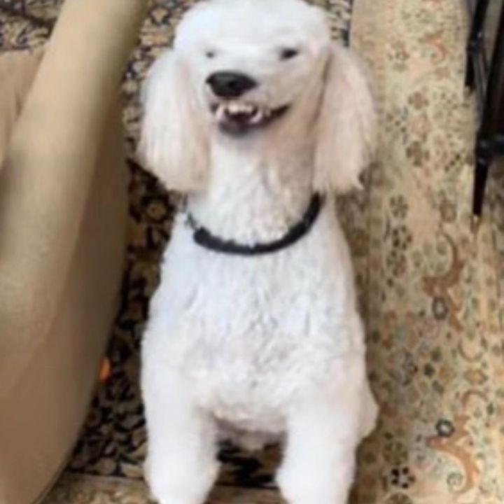 Profile Picture of Alexander Spear (@alexanderspear03) on Tiktok