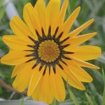 Profile Picture of Glenda Burr (@gleny.zee) on Instagram