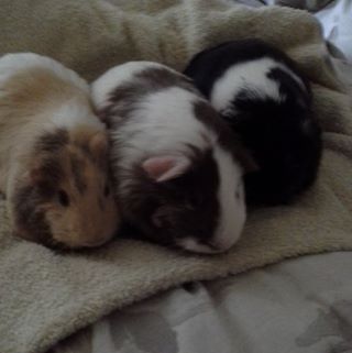 Profile Picture of Tracey Siddons (@tracey.siddons.16) on Facebook