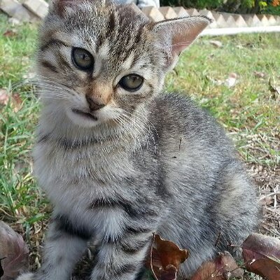 Profile Picture of Heidi Samora (@hpsamora) on Twitter