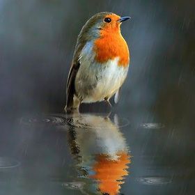 Profile Picture of Richa Kumar (@richa5671) on Pinterest