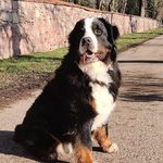 Profile Picture of Craig Naylor (@odin_bernersennenhund) on Instagram