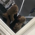 Profile Picture of 𝒢𝑜̈𝓏𝒹𝑒 𝒦𝑜̈𝓈𝑒 (@goezde_koese) on Instagram