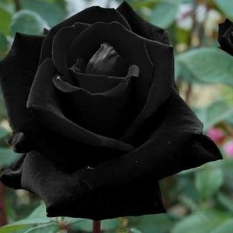 Profile Picture of Tony_milton (@Tonymilton19) on Twitter