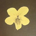 Profile Picture of Joshua Casey Ferrari (@joshuacaseyferrari) on Instagram