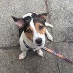 Profile Picture of Ralph Jack Russell Terrier (@ralphjrt) on Instagram