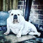 Profile Picture of Bonnie 🐾 (@bonnie_white_bulldog) on Instagram