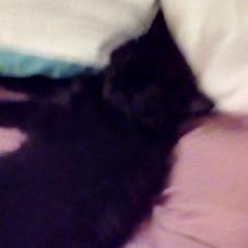 Profile Picture of Max Laroche (@matt36655092) on Twitter