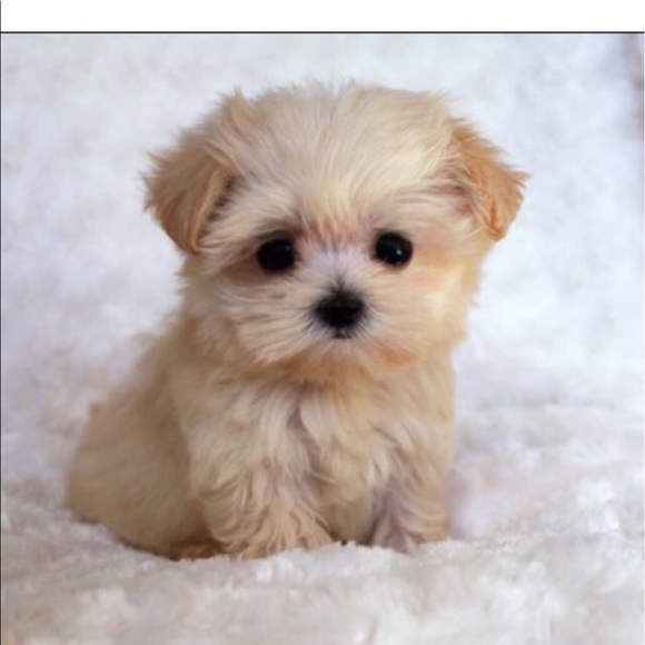 Profile Picture of Chedlie Berlus (@gabiched) on Poshmark