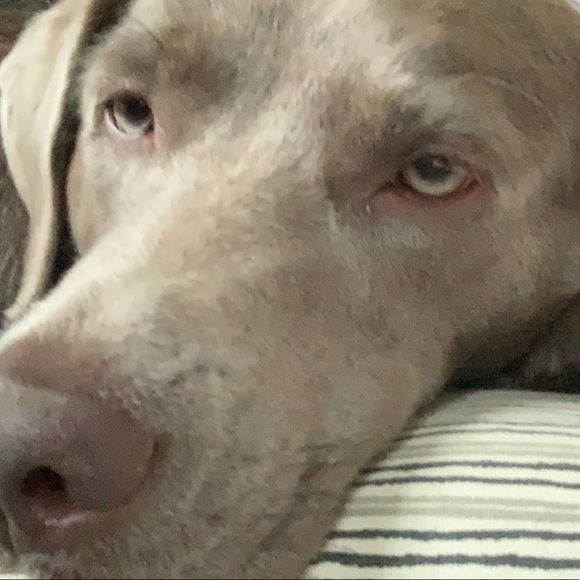 Profile Picture of Taylor Seyfert (@taylor_seyfert) on Poshmark