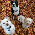 Profile Picture of Harrison (@thejewminator) on Instagram