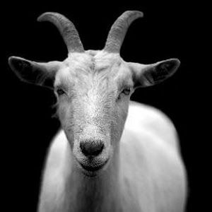 Profile Picture of BILL SHILO (@billshiloh) on Tiktok