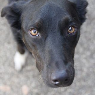 Profile Picture of Tim Crossland (@TimCrossland1) on Twitter