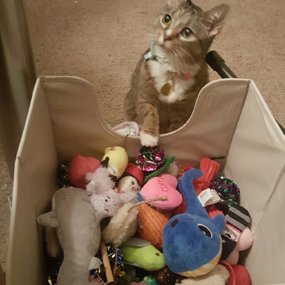 Profile Picture of Kellie Celani (@kcel20) on Poshmark