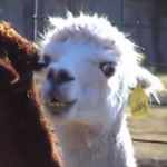 Profile Picture of Ty Schoback (@thescho28) on Instagram