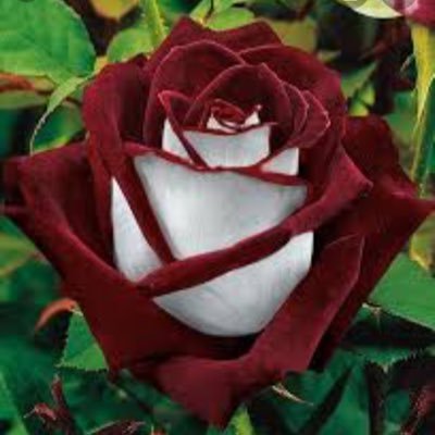 Yesenia Favela - Twitter Profile Picture of Yesenia Favela (@favela_yesenia) on Twitter