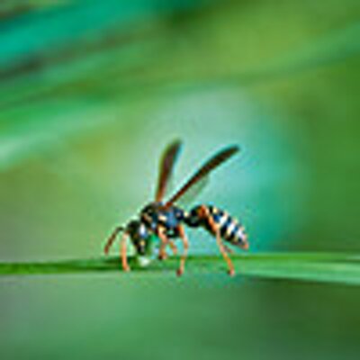 Profile Picture of Scott Gowen (@ScottGowen1) on Twitter