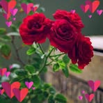 Profile Picture of Aliza Farooq (@aliza.farooq.3956) on Facebook