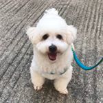 Profile Picture of 蕭豬脾(比比) (@beibei080717) on Instagram