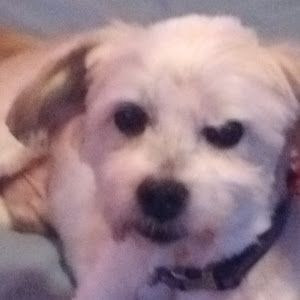 Profile Picture of Brad Kunkle49 (@bradkunkle24) on Tiktok