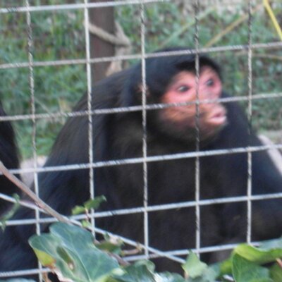 Profile Picture of Cheri Benson-evans (@cheri_evo) on Twitter