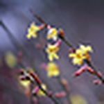 Tamuna Mzhavanadze - Flickr Profile Picture of Tamuna Mzhavanadze (@tatulik) on Flickr