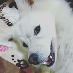 Profile Picture of 大谷みさ子 (@misako_shiro) on Instagram