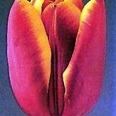 Profile Picture of Jacqueline Howlett (@lovesosimple) on Myspace