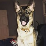 Profile Picture of Leona “Laya” Myers (@leonatheshepherd) on Instagram