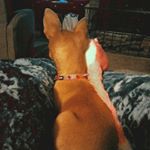 shylo - Instagram Profile Picture of shylo (@little_brown_chi) on Instagram