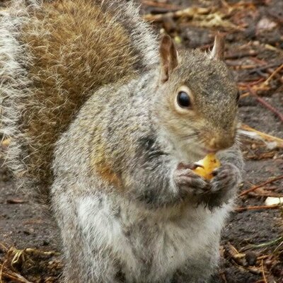 Profile Picture of Laurence-Anne PILON (@loannekioo) on Twitter