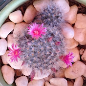 Profile Picture of Alexa Burns (@alexaburns3010) on Youtube