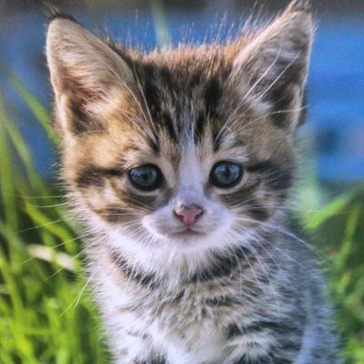 Profile Picture of Vanessa Hübner (@vava_flocke) on Twitter