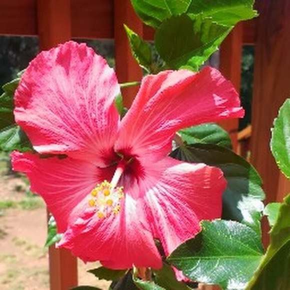 Profile Picture of Angie Pihera (@angiepihera) on Poshmark