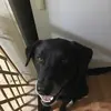 Profile Picture of Buddy Cochran (@buddy.the.labrador) on Tiktok