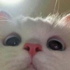 Profile Picture of ianneal (@@ianneal11) on Tiktok
