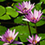 Profile Picture of Stephanie Duncan (@tessa681) on Flickr