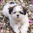 Profile Picture of Miranda Den Brinker (@miranda.denbrinker) on Instagram