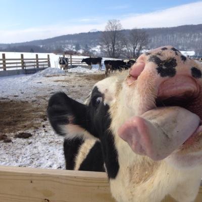 Profile Picture of Elizabeth Darrow (@NYDairyWife) on Twitter