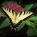 Profile Picture of Marcia Wilson (@MarciaLeighK) on Pinterest