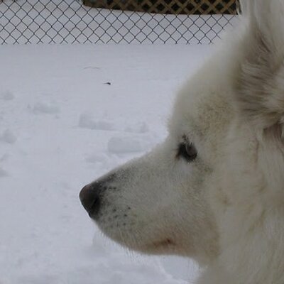 Profile Picture of Stephen Goto (@crownedfish) on Twitter