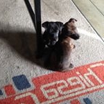 Profile Picture of Frescura Daniela (@daniela.frescura) on Instagram