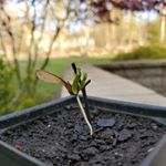 Profile Picture of Tiny Tim the Maple Tree (@timmy.maple) on Instagram
