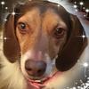 Profile Picture of DeAnna Haas (@@dhaas1) on Tiktok